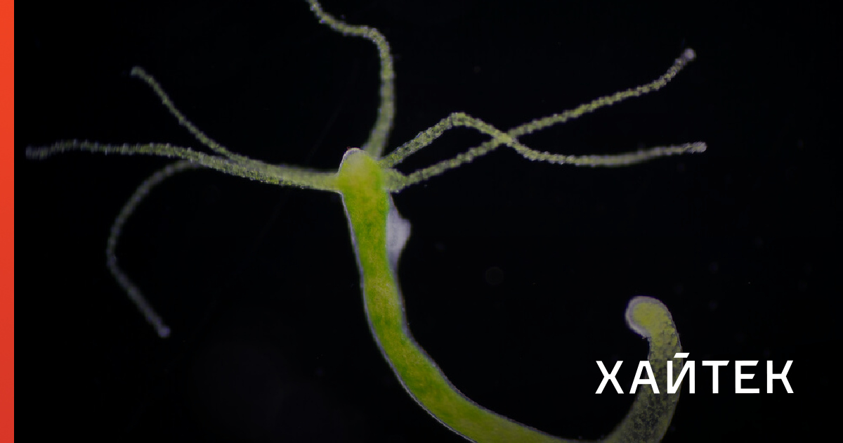 Kraken зеркало стор