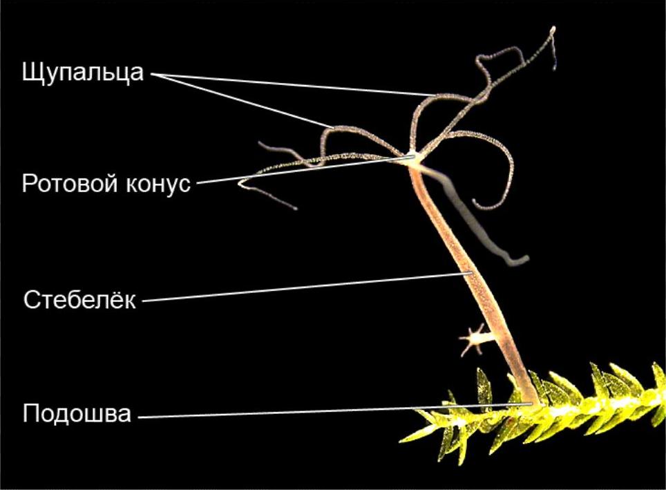 Kraken наркотики сайт