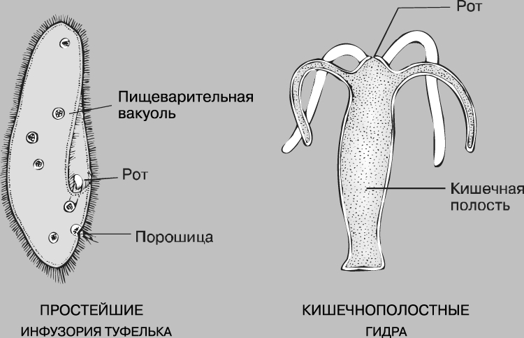 Кракен вход на сайт